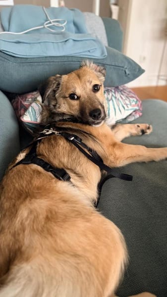 kleine Cleo, 30cm, 6kg sucht Zuhause