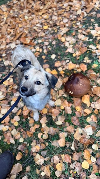 kleine Cleo, 30cm, 6kg sucht Zuhause