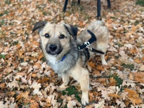 kleine Cleo, 30cm, 6kg sucht Zuhause