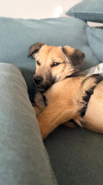 kleine Cleo, 30cm, 6kg sucht Zuhause