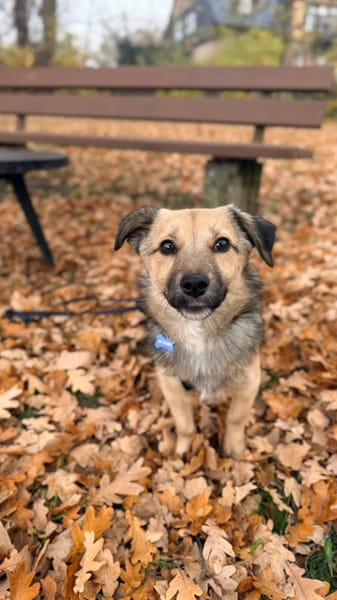 kleine Cleo, 30cm, 6kg sucht Zuhause