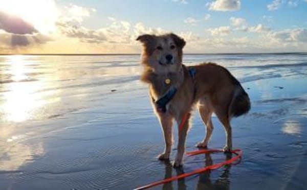 Toppi sucht sein Für-Immer-Zuhause