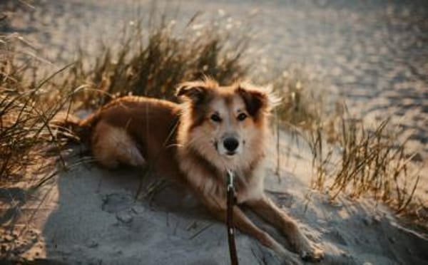 Toppi sucht sein Für-Immer-Zuhause