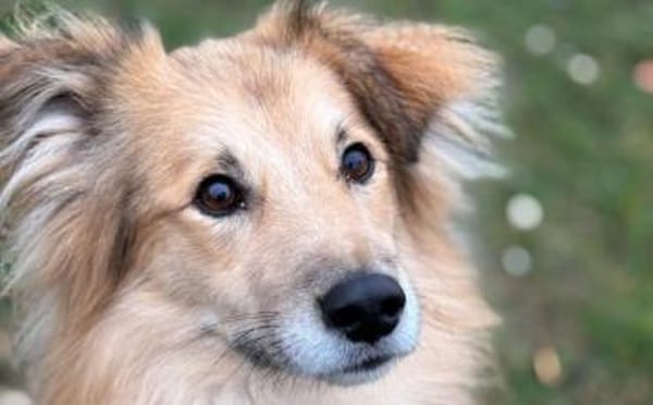 Toppi sucht sein Für-Immer-Zuhause