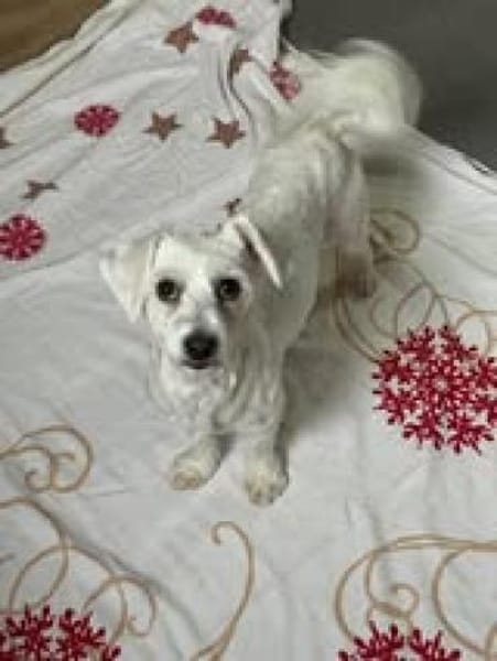 💕Ella💕 sucht ihre Familie🐾❤🐾