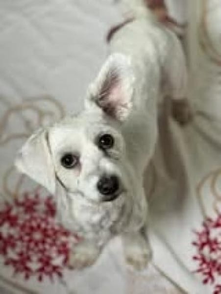 💕Ella💕 sucht ihre Familie🐾❤🐾