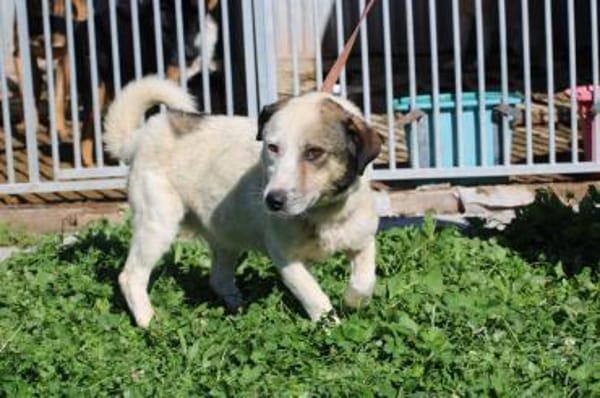 Puki - zutraulich u. aufgeweckt