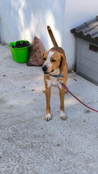 Toffi sucht ein Zuhause