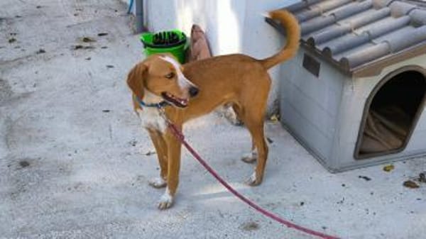 Toffi sucht ein Zuhause