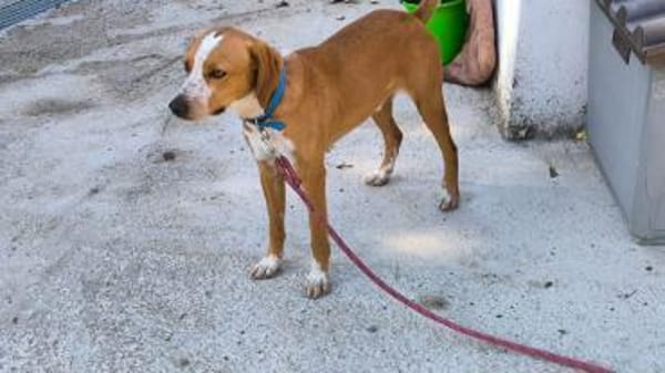 Toffi sucht ein Zuhause