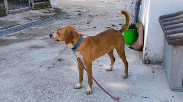 Toffi sucht ein Zuhause