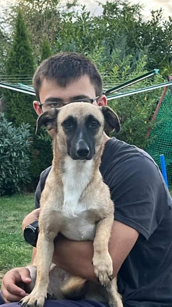 Schmusebacke Lady sucht ihre Familie!