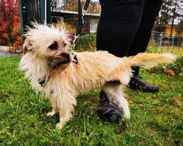 Zara, aktive Dreibeinerin