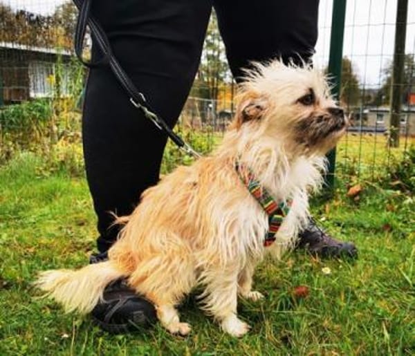 Zara, aktive Dreibeinerin