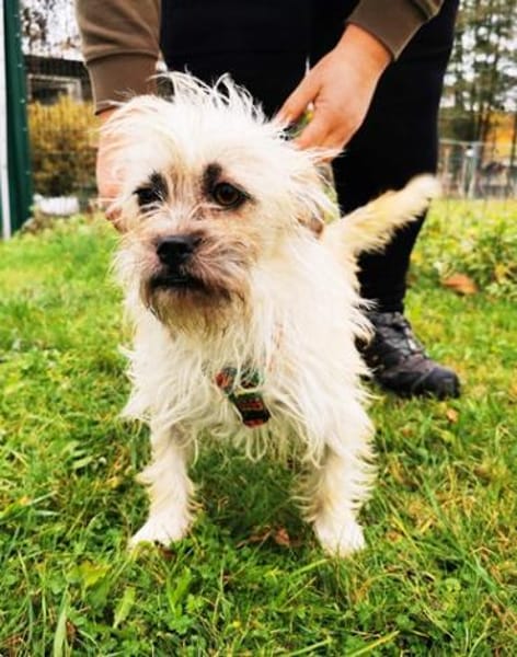 Zara, aktive Dreibeinerin