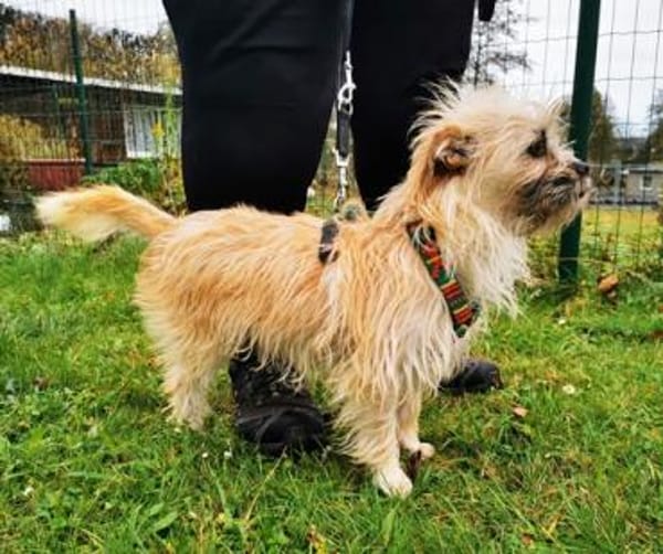 Zara, aktive Dreibeinerin