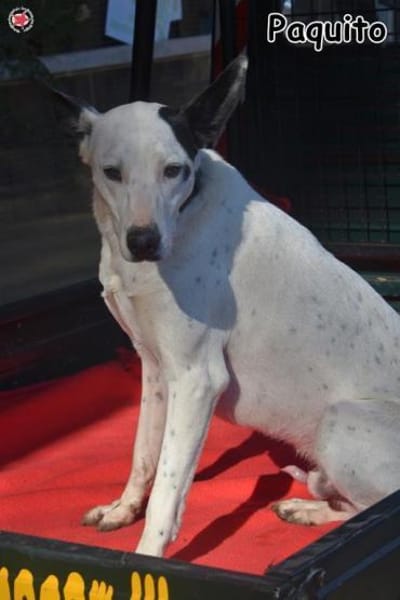 PAQUITO