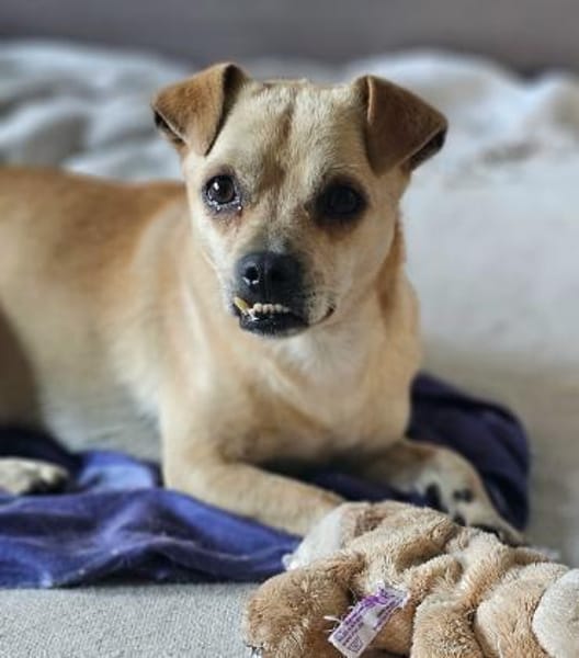 PHILIPPO sucht das große Glück