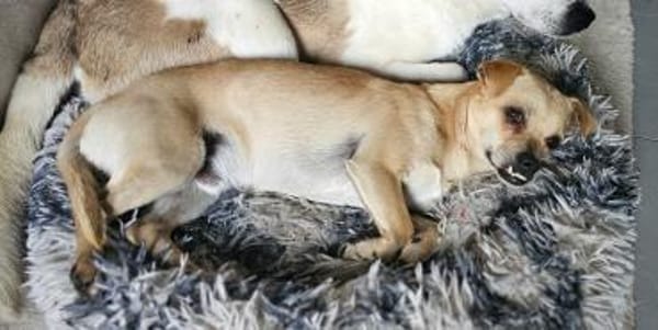 PHILIPPO sucht das große Glück