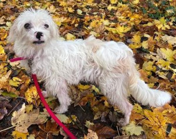 Rosa - verschmust und kinderlieb