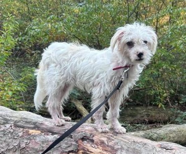 Rosa - verschmust und kinderlieb