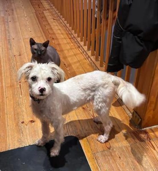 Rosa - verschmust und kinderlieb