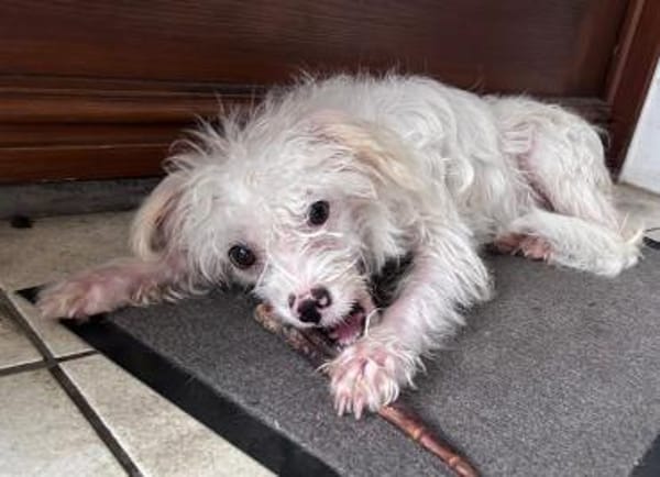 Rosa - verschmust und kinderlieb