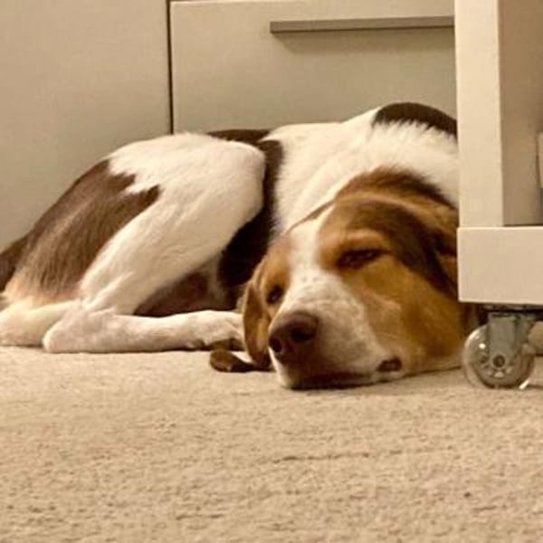 Eddy - muss wieder Vertrauen lernen