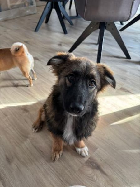 🌸 Felix  kleiner Corgi-Schäferhund-Mix