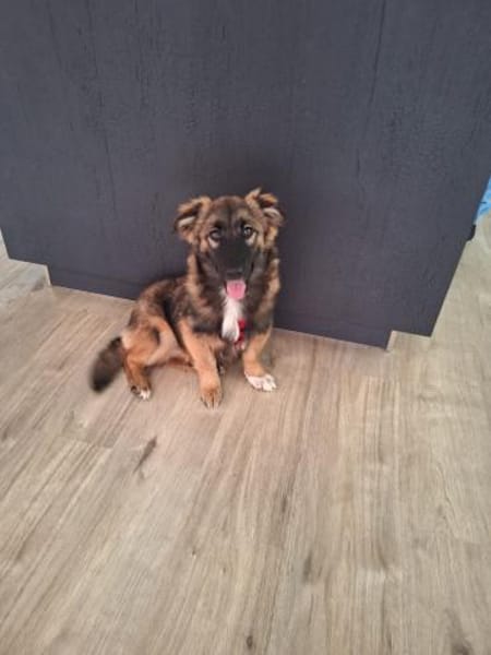 🌸 Felix  kleiner Corgi-Schäferhund-Mix