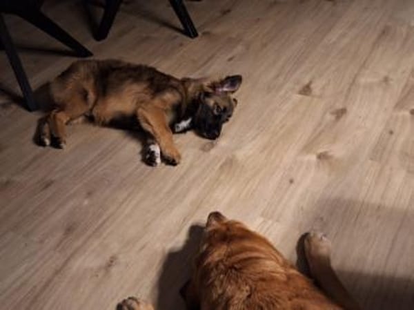 🌸 Felix  kleiner Corgi-Schäferhund-Mix