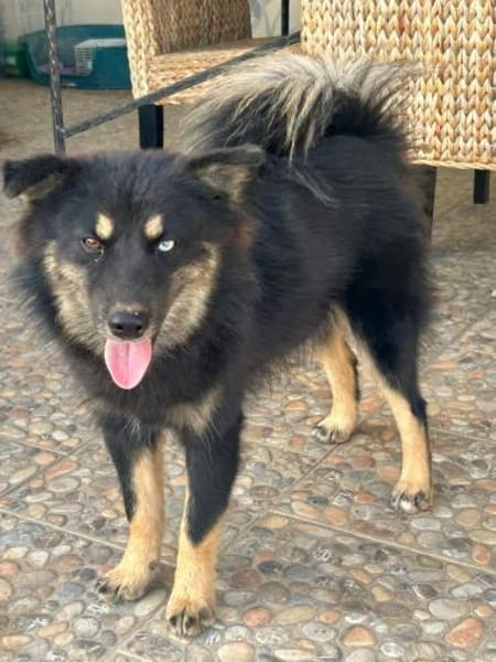 TAIS- KLEINE SEELE,GROSSES HERZ