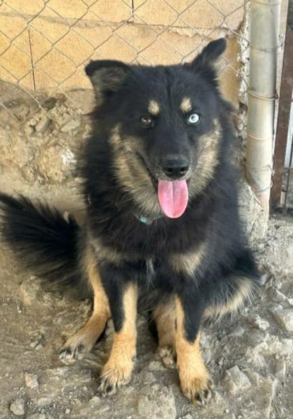 TAIS- KLEINE SEELE,GROSSES HERZ