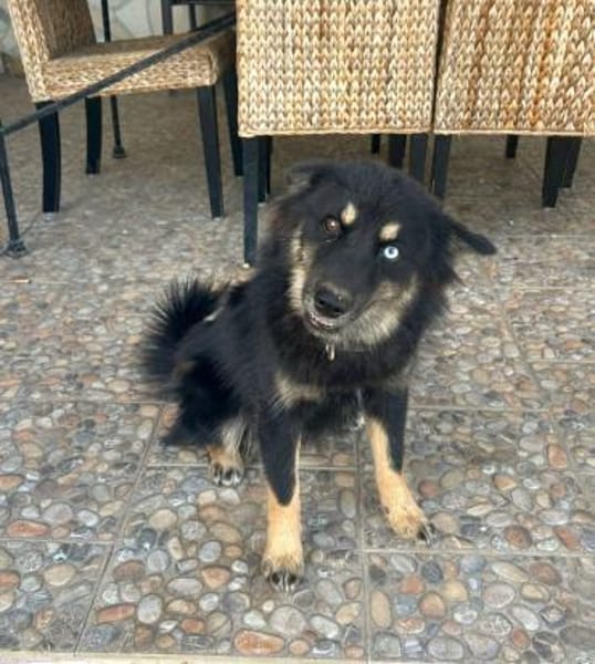 TAIS- KLEINE SEELE,GROSSES HERZ