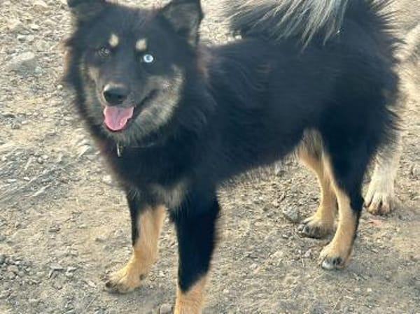 TAIS- KLEINE SEELE,GROSSES HERZ