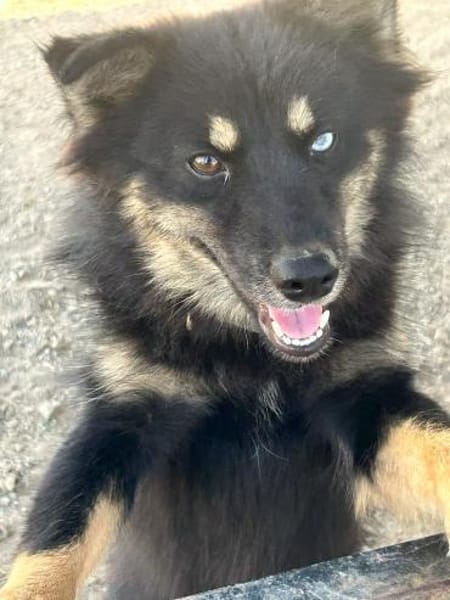 TAIS- KLEINE SEELE,GROSSES HERZ