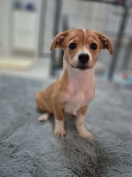 kleine Juna sucht grosses Glück