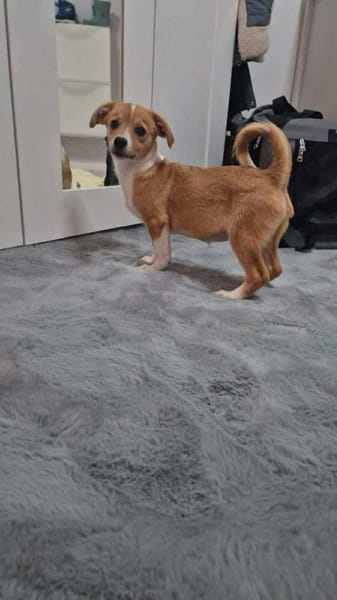 kleine Juna sucht grosses Glück