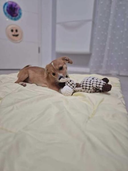 kleine Juna sucht grosses Glück