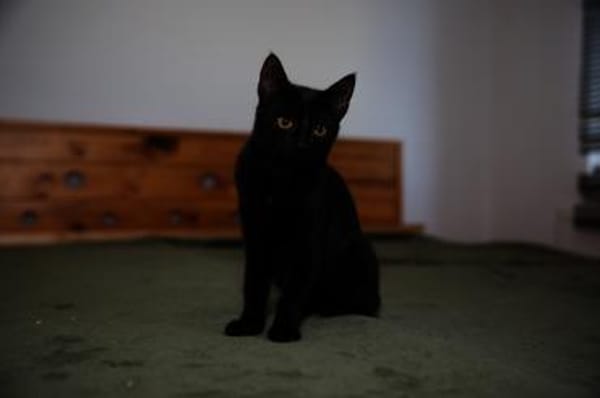 Katzenkind AMAYA sucht ihr Zuhause!