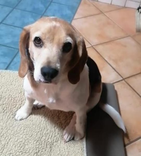 Abby - sanfte Hundedame sucht Zuhause