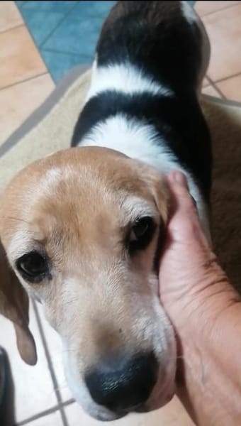 Abby - sanfte Hundedame sucht Zuhause