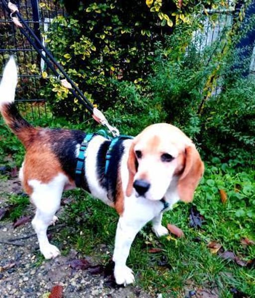 Abby - sanfte Hundedame sucht Zuhause