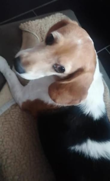 Abby - sanfte Hundedame sucht Zuhause