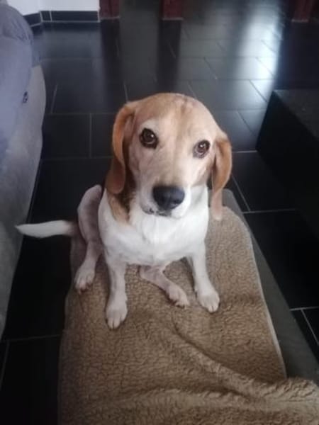 Abby - sanfte Hundedame sucht Zuhause