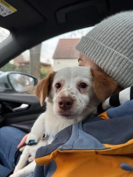 Wirbelwind Foxy, 38cm, 6kg sucht Heim