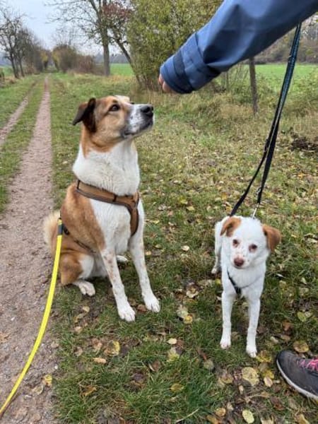 Wirbelwind Foxy, 38cm, 6kg sucht Heim