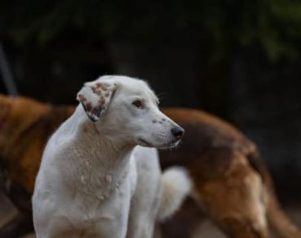 Love sucht ein einfühlsames Zuhause