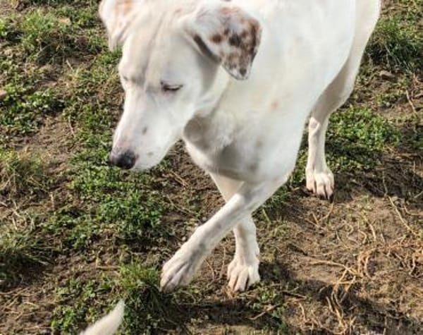 Love sucht ein einfühlsames Zuhause