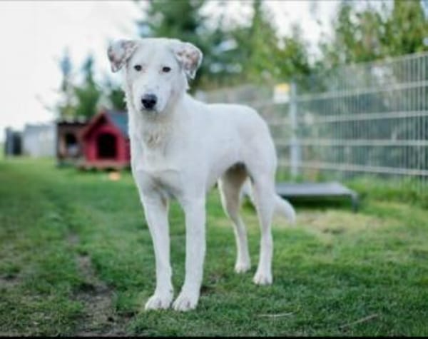 Love sucht ein einfühlsames Zuhause